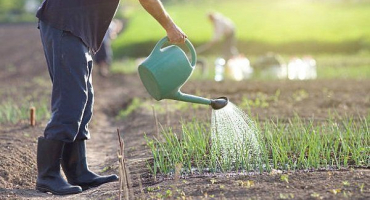 Může se česnek zalévat a jak často by se to mělo dělat?